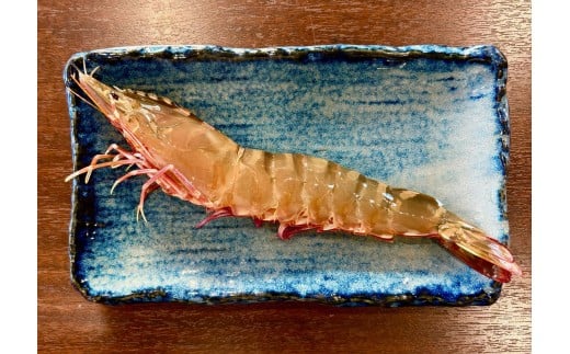 冷凍足赤海老約600gセット（A1059-1）