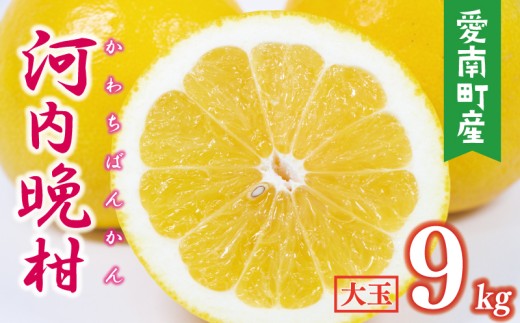 数量限定 先行予約 河内晩柑 樹齢 25年以上 大玉 9kg （ 2Lサイズ 以上 ） 11000円 みかん mikan 蜜柑 ミカン かわちばんかん 愛南ゴールド あいなん ゴールド 文旦 派生 和製 グレープフルーツ 産地直送 国産 農家直送 期間限定 特産品 ゼリー ジュース アイス 等に 人気 限定 甘い さわやか フルーツ 果物 柑橘 蜜柑 みかんの山祥 愛南町 愛媛県