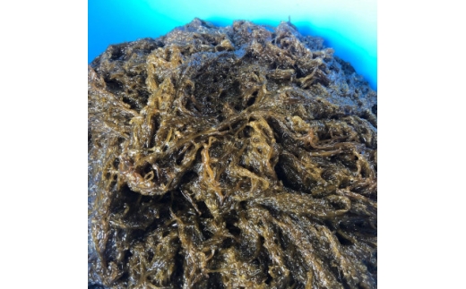 ＜数量限定・産地直送＞素潜り漁師が手摘み採取!幻の天然もずく 塩蔵1kg(500g×2袋)【1672256】