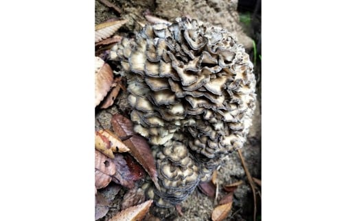 【マイタケ栽培】京丹後市産　原木マイタケほだ木　派生品セット(3袋)キノコ栽培 舞茸 栽培キット 茸 きのこ 栽培セット　NU00003