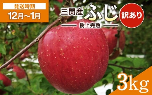 【 訳あり 】＼樹上完熟で甘みが強い！／ 三関 りんご ふじ 3kg 家庭用 ふるさと納税 りんご 旬 ふじりんご 樹上 完熟 果物 フルーツ 秋田県 三関産 【三関果樹勉強会】[K3204]