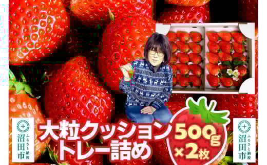 《2026年1月上旬～2月上旬発送》大粒クッショントレー詰め「やよいひめ」500g×2枚 山口いちご園 苺 イチゴ いちご