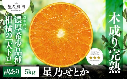 <訳あり>星乃せとか 柑橘の大トロ(5kg)<C45-97>_ 訳アリ わけあり ワケアリミカン みかん せとか フルーツ 果物 果実 くだもの 家庭用 人気 甘い ジューシー 柑橘 かんきつ 不揃い 規格外 傷 愛媛 八幡浜市 旬 産地直送 産直 季節限定【1650682】