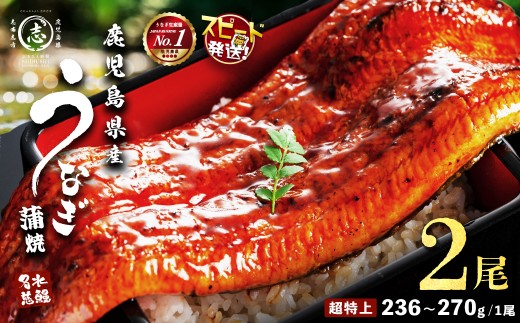 【数量限定】鹿児島県産うなぎ蒲焼 名水慈鰻 超特大サイズ２尾(1尾あたり236~270g)＜計約500g＞ うなぎ 鰻 ウナギ 2尾 国産 蒲焼 かばやき 冷凍 真空 真空パック 無頭 うな重 ひつまぶし タレ 山椒 a5-352