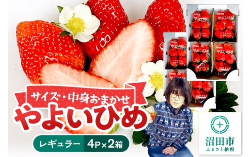 《2026年1月上旬～2月上旬発送》中身おまかせ「やよいひめ」レギュラーパック 250g 4パック×2箱 山口いちご園 苺 イチゴ いちご