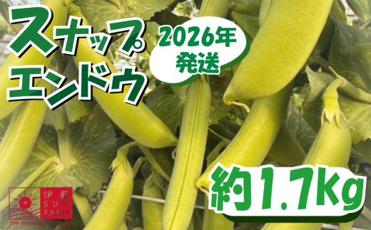 【先行予約】スナップエンドウ 約 1.7kg  えんどう 期間限定 数量限定 野菜 やさい 豆 まめ サラダ 送料無料 千葉県 旭市 伊藤SUN FARM isf003