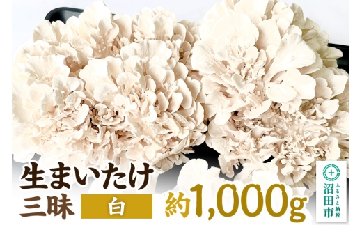 《2026年1月発送》生まいたけ三昧（白）約1000g 詰め合わせ おいがみ舞茸園