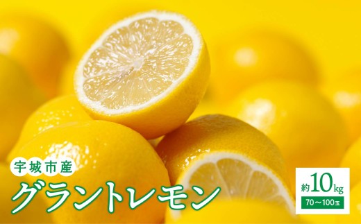 レモン サンサンうきっ子 宇城彩館 グラントレモン 約10kg 【2025年11月上旬〜2026年1月中旬頃発送予定】
