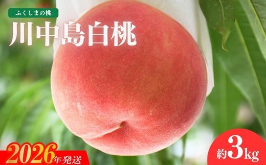 No.1979 もも「川中島白桃」約3kg【2026年発送　先行予約】