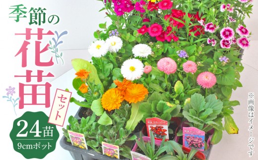 季節の花苗24セット【花苗 花苗セット 花 季節の花 花セット ガーデニング 家庭菜園 園芸 初夏 夏 花壇 庭 鉢 玄関 プランター 寄せ植え  おうち時間 趣味 ベランダ 土っ子倶楽部  プレゼント ギフト 】
