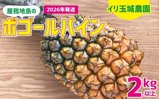 2026年「屋我地島のボゴールパイン」2kg以上【屋我地島 イリ玉城農園】 沖縄 屋我地島 ボゴール パイナップル ぱいん 県産 名護市 なご 2キロ 送料無料 ご当地 ふるさと納税 お取り寄せ 果物 くだもの 果実 青果物 デザート フルーツ おやつ