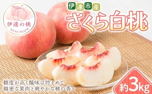 【2026年出荷分先行予約】福島県 伊達市産 さくら白桃 約3kg (6～10玉) 種まきうさぎ株式会社 伊達の桃 桃 フルーツ 果物 もも モモ momo F21C-295