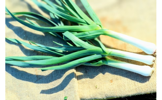 【大好評】秦野農産物等登録認証を取得しました！ 葉ニンニク（約500g）『from 名水の里 秦野』005-49-1