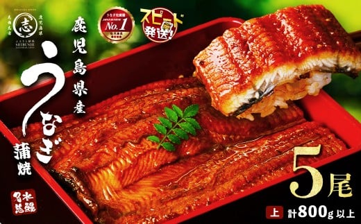 【志布志市制20周年記念】【10営業日以内に発送】鹿児島県産うなぎ蒲焼 名水慈鰻 5尾＜計800g以上＞ うなぎ 鰻 ウナギ 5尾 国産 蒲焼 かばやき 冷凍 真空 真空パック 無頭 うな重 ひつまぶし タレ 山椒 b8-043 1837192 - 鹿児島県志布志市