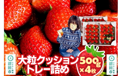 《2026年1月上旬～2月上旬発送》大粒クッショントレー詰め「やよいひめ」500g×4枚（2箱）山口いちご園 苺 イチゴ いちご