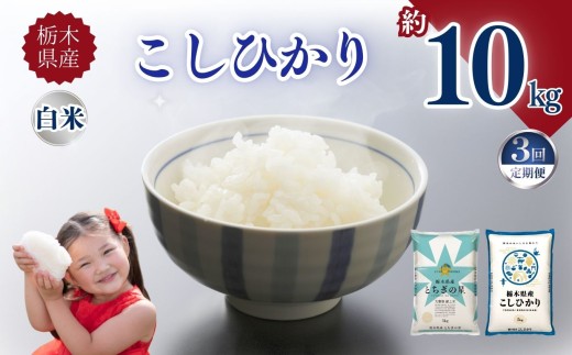 【定期便3回】栃木県産こしひかり 10kg | お米 米 こめ ご飯 美味しい ふるさと 栃木県 矢板市 【栃木県共通返礼品】 ブランド米