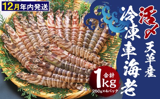 天草産 活 〆冷凍 車海老 250g×4パック (28～40尾入り) 