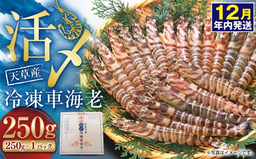 天草産活〆冷凍車海老