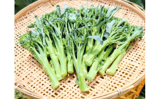 【大好評♪】 箱いっぱい入れます　茎ブロッコリー（約1,300g）『from 名水の里 秦野』006-28-1 1226112 - 神奈川県秦野市