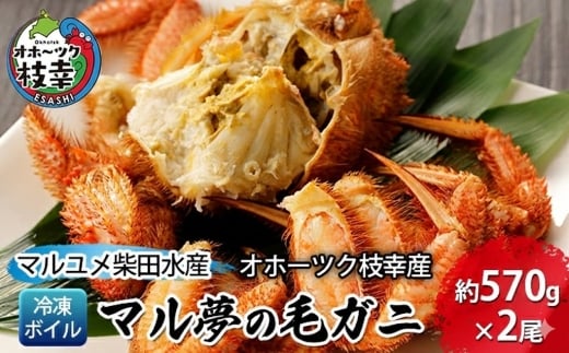 オホーツク枝幸産 マル夢の毛ガニ約570g×2尾【冷凍ボイル】柴田水産【 枝幸産 毛ガニ 蟹 かに カニ 北海道 オホーツク 枝幸 】