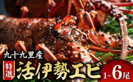 【 先行予約 4月中旬～発送】特選 活き 伊勢海老 選べる 1尾 / 2尾 / 3尾  /  6尾 刺身 千葉 生 伊勢エビ 活  活き〆 活き締め 活締め 伊勢海老 九十九里 九十九里産 イセエビ エビ  特選 刺身 生食用 海鮮 新鮮 高級 人気 国産 天然 直送 お祝い ギフト 冷蔵 千葉県 旭市 不動丸 fdm