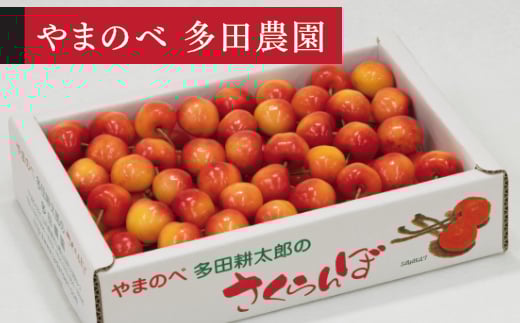 《先行予約》2026年 山形県産 レーニア バラ詰め 700g やまのべ多田耕太郎のさくらんぼ サクランボ tn-rnx2b700