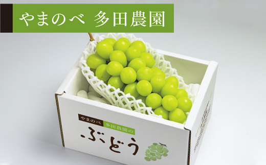 《先行予約》2026年 山形県産 シャインマスカット 1房 やまのべ多田農園のぶどう(約600~700g) F20A-795