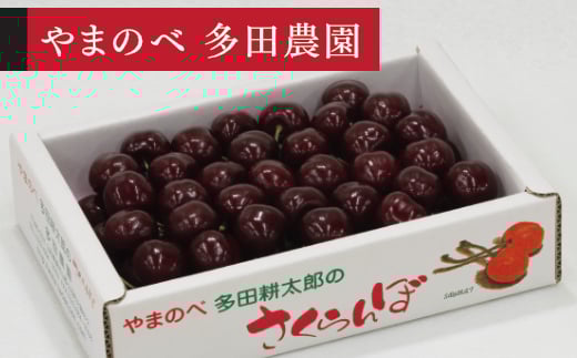 《先行予約》2026年 山形県産 サミット バラ詰め 約700g やまのべ多田耕太郎のさくらんぼ サクランボ tn-smx2b700