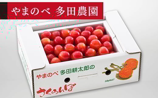 《先行予約》2026年 山形県産 佐藤錦 バラ詰め(パック）500g やまのべ多田耕太郎のさくらんぼ サクランボ F20A-038