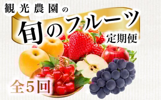 《2026年度先行受付》【フルーツ定期便全5回】 大容量 さくらんぼ 梨 ぶどう りんご いちご 2026年6月～発送 豪華フルーツ 詰め合わせ 採れたて 新鮮 産地直送 果物 広島県 三原市 059014