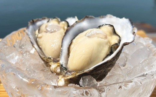 牡蠣 SAKOSHI 生食用 殻付き 18個～24個 （牡蠣ナイフ付き） かき カキ 海鮮【2025年10月上旬～12月下旬発送予定】