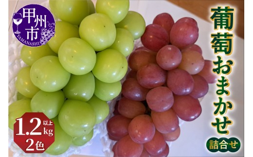 葡萄おまかせ2色詰合せ1.2kg以上【2026年発送】（NSF）B-960 【シャインマスカット 葡萄 ぶどう ブドウ 令和8年発送 期間限定 山梨県産 甲州市 フルーツ 果物】
