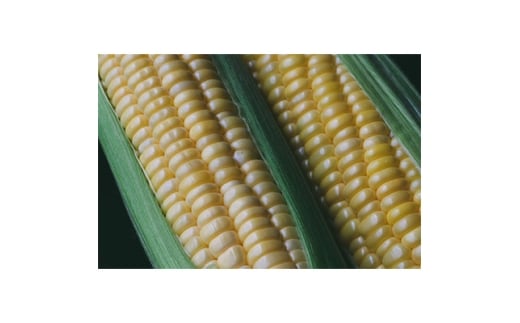 ＜先行予約＞朝採れ八ヶ岳生とうもろこし20本＜複数個口で配送＞【4075635】 2418444 - 長野県茅野市