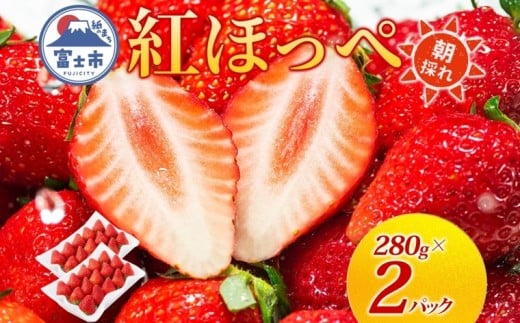 期間限定 富士市産 いちご 紅ほっぺ 約280g×2p 朝どれ 新鮮いちご 糖度が高い 甘み 香り 凝縮 酸味 ジューシー ほっぺが落ちる 人気 果物 フルーツ 旬 ギフト 贈り物 【配送不可地域：沖縄・離島】[sf123-001]