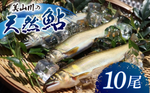 [№5334-0734]冷凍 美山川の天然鮎 10匹 | 魚 さかな 天然 鮎 川魚 料理 京都 南丹市 2418405 - 京都府南丹市