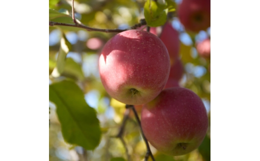 ＜訳あり＞長野県高山村産　サンふじ　5kg【1691665】