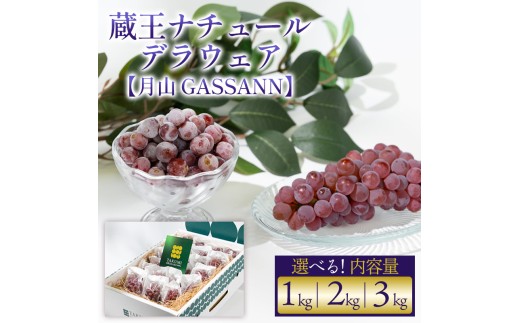 【月山 GASSAN】蔵王ナチュールデラウェア 山形のデラウエア TAKUMI ORCHARD 99% 贈答 L以上 約1kg 2kg 3kg 選べる 容量 山形 山形県 山形市 フルーツ 果物 くだもの 送料無料 ぶどう 葡萄 ブドウ デラウェア 減農薬【令和8年産先行予約】