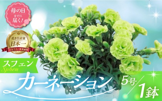 《母の日までにお届け》【スフェン】カーネーション 鉢植え 5号鉢 花 フラワー ギフト 母の日 贈り物 プレゼント 母 ママ お母さん ありがとう 感謝 贈答 鉢 2422978 - 愛知県田原市