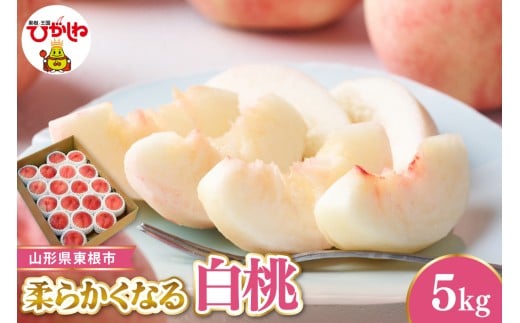 【令和8年産先行受付】 東根市産白桃　秀品 柔らかくなる桃  約5kg ベジフルひがしね 山形県 東根市 hi104-006 2420611 - 山形県東根市