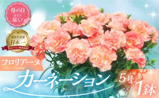 《母の日までにお届け》【フロリア―ヌ】カーネーション 鉢植え 5号鉢 花 フラワー ギフト 母の日 贈り物 プレゼント 母 ママ お母さん ありがとう 感謝 贈答 鉢 2422977 - 愛知県田原市