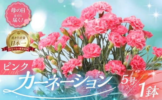 《母の日までにお届け》【ピンク】カーネーション 鉢植え 5号鉢 花 フラワー ギフト 母の日 贈り物 プレゼント 母 ママ お母さん ありがとう 感謝 贈答 鉢 2422972 - 愛知県田原市