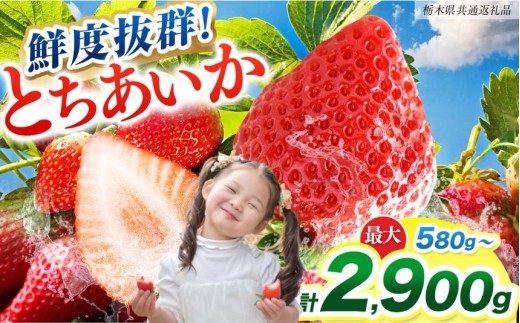 【ふるさと納税】[期間限定] 【選べる内容量】鮮度抜群とちあいか 290g×2、4、6、8、10P 先行予約【栃木県共通返礼品】｜栃木県産 矢板市産 フルーツ スイーツ デザート 果物 果実 産地直送 栃木県 矢板市
