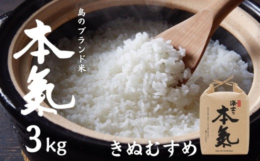 【令和7年度産 本氣米3kg：きぬむすめ】甘くてもっちり島のブランド米 本氣米 きぬむすめ お米 精米 白米 弁当 ごはん ご飯 おにぎり  ギフト