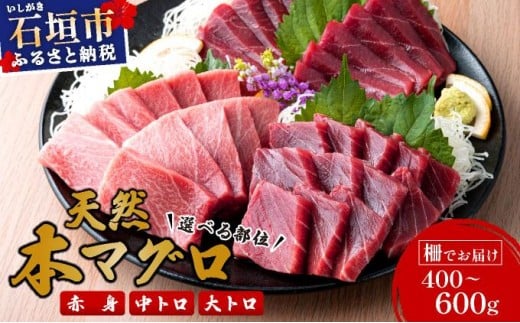 <選べる部位>石垣島産 天然本マグロ (赤身・中トロ・大トロ ) <通常発送・先行予約> | マグロ 鮪 沖縄県 石垣市 送料無料 天然 まぐろ 本まぐろ 黒マグロ 刺身 お刺身 数量限定 ヤエスイ マグロ船直送