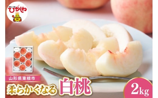 【令和8年産先行受付】 東根市産白桃　秀品 柔らかくなる桃  約2kg ベジフルひがしね 山形県 東根市 hi104-004 2420609 - 山形県東根市