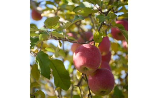 ＜訳あり＞長野県高山村産　サンふじ　3kg【1691666】