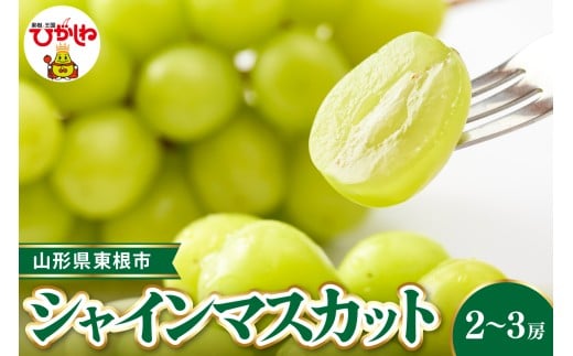 【令和8年産先行受付】 東根市産シャインマスカット 約1.2~1.3kg(2~3房入)  ベジフルひがしね 山形県 東根市 hi104-002 2420608 - 山形県東根市