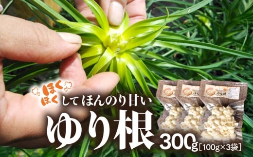 1944 ほくほくしてほんのり甘いゆり根 300g（100g×3袋）　KN082-001-03