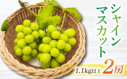 【先行受付2026年発送】長野県東御市産シャインマスカット2房　1.1kg以上※2026年9月中旬以降順次発送 2420911 - 長野県東御市