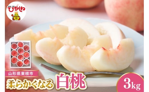 【令和8年産先行受付】 東根市産白桃　秀品 柔らかくなる桃  約3kg ベジフルひがしね 山形県 東根市 hi104-005 2420610 - 山形県東根市